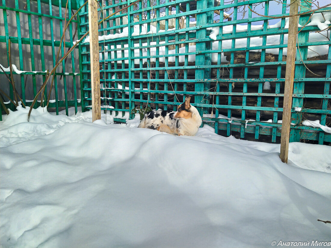 На фото: Тильда бродит по сугробам, под которыми осталась цветущая Вероника.