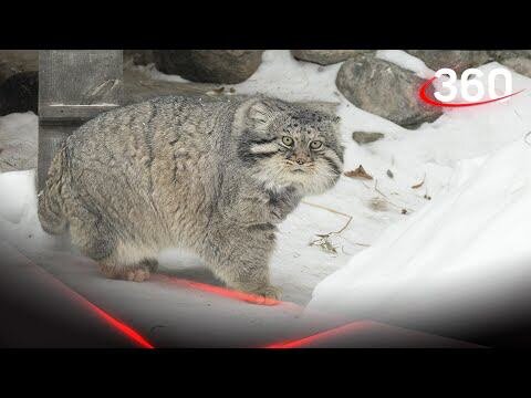 Дальний родственник Фили - манул Бабник. Фото Яндекс.Картинки. 