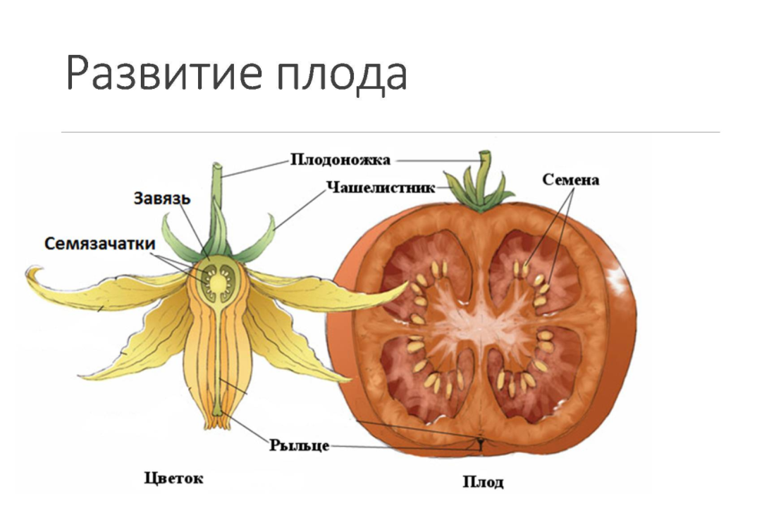 Какой плод у цветка