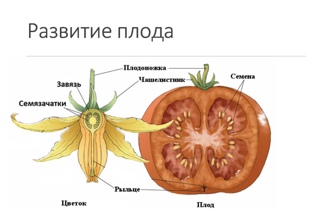 Семя орган растения. Строение плода томата схема. Строение плода томата. Строение плода покрытосеменных растений. Строение плода помидора.