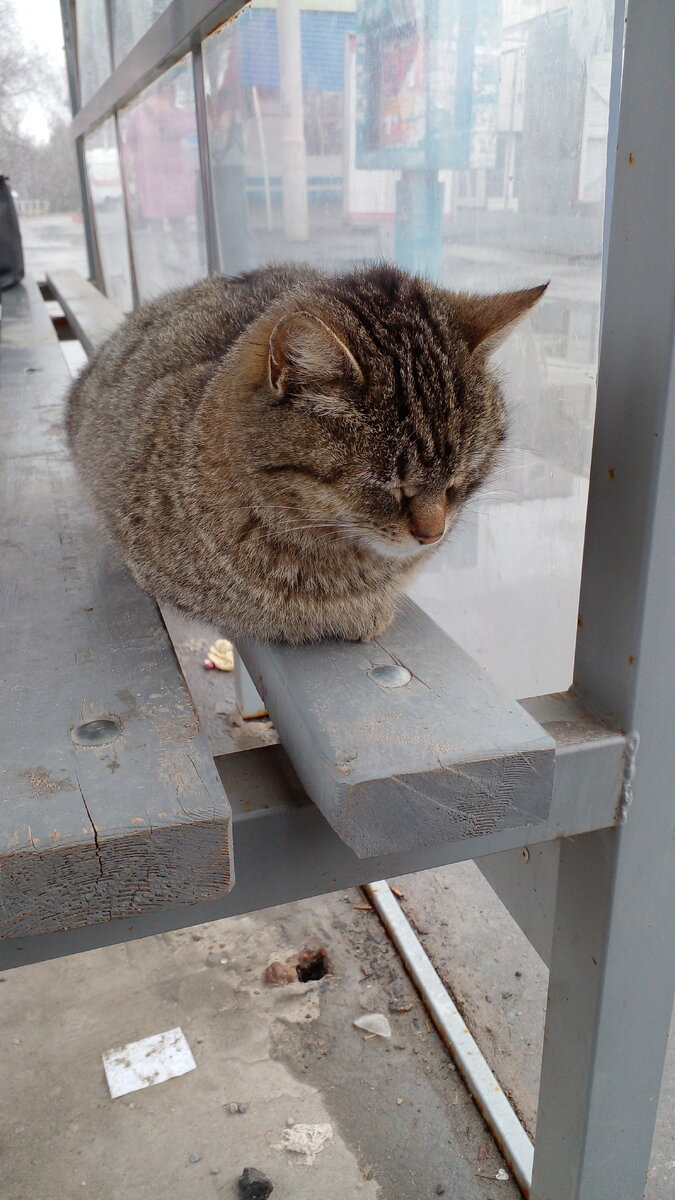                            Котик Комсомольский(обитает на Комсомольской площади)