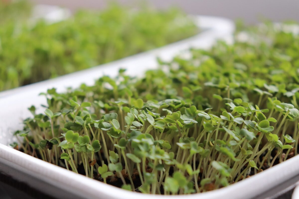 Ростки руколы