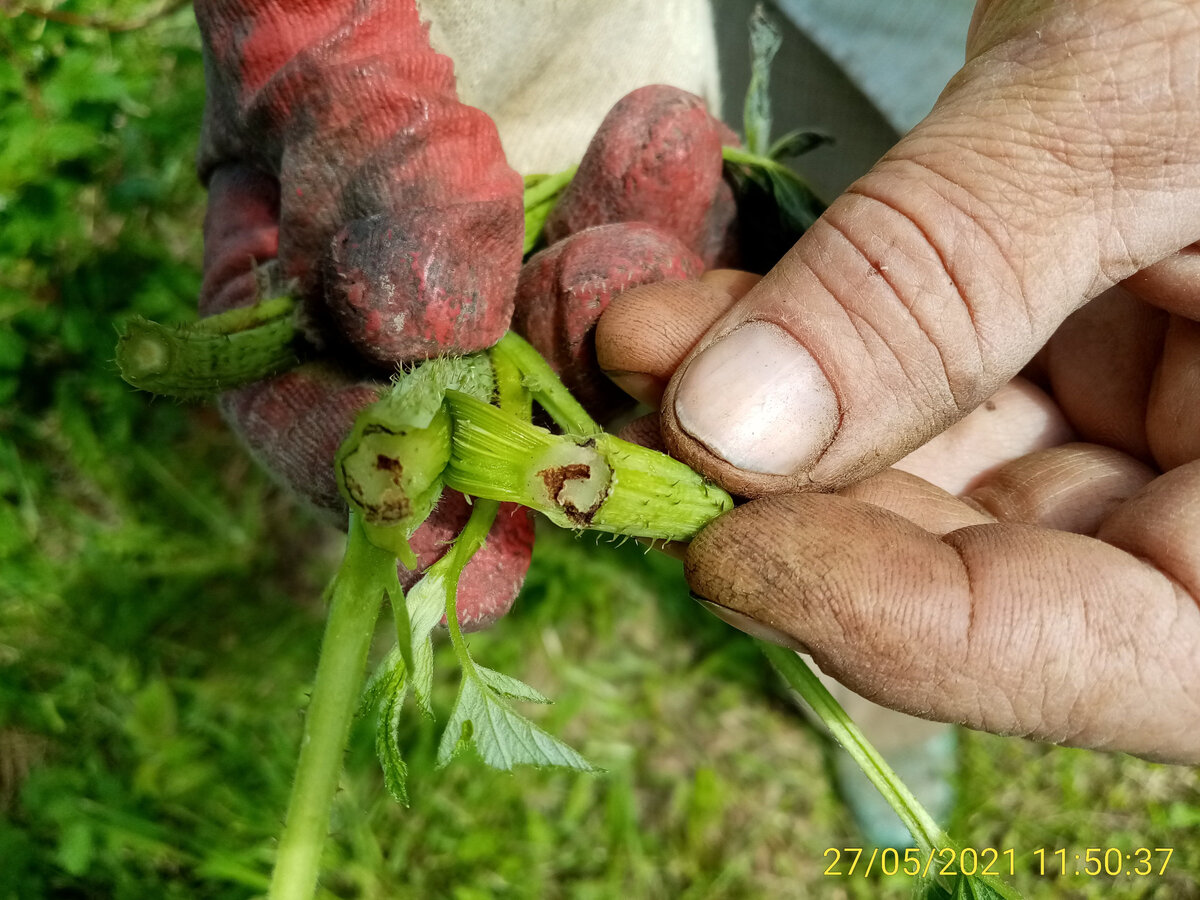 Вот он, погрызенный личинкой ход