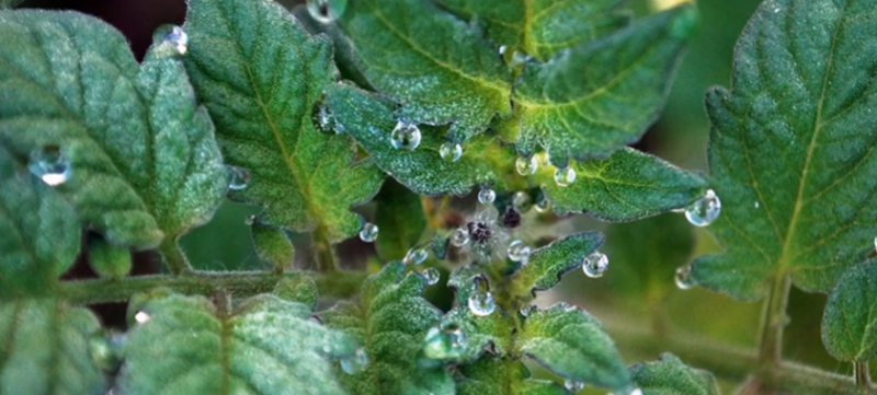 Гуттация томатов