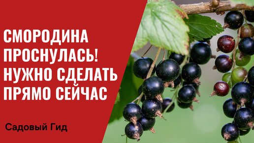 ВАЖНО! СМОРОДИНА ПРОСНУЛАСЬ! НЕ ДЕЛАЕМ ОШИБОК