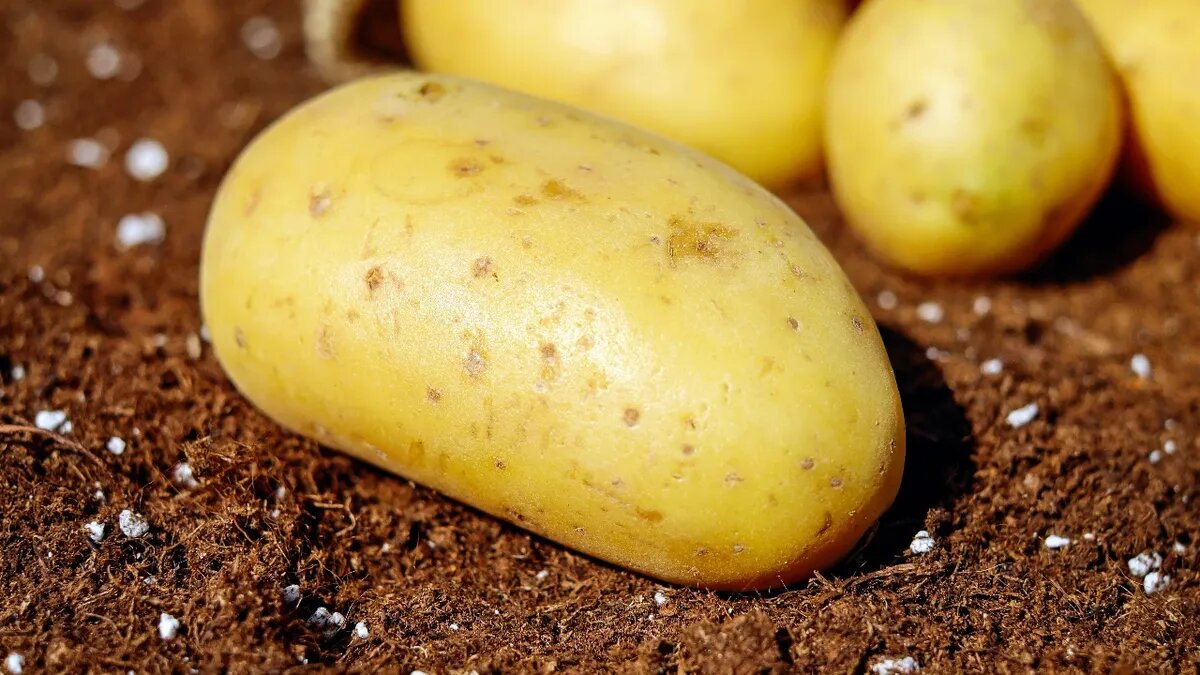 Картошку в этот день высаживали вместе с другими культурами. Фото: Pxfuel.com