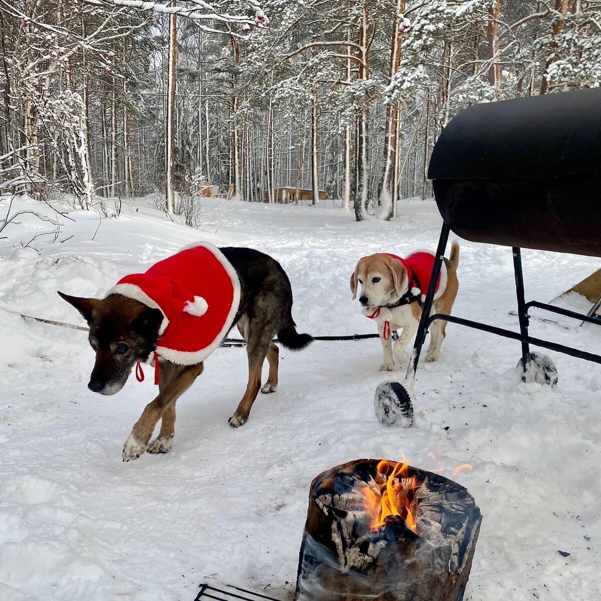 Неприметная обреченная собака доживала дни в приюте | PetpoP.cc | Дзен