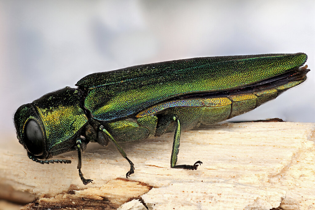 Изумрудная златка (Agrilus planipennis). Фото: inaturalist.com