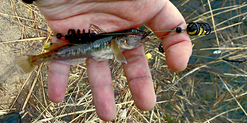 Помимо бычков на миниатюрные кормушки попадались и гиганты
