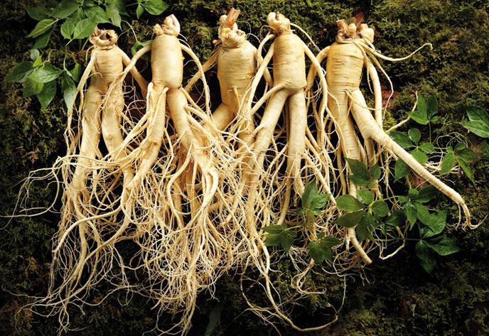 Особо ценятся корни, похожие формой на фигуру человека