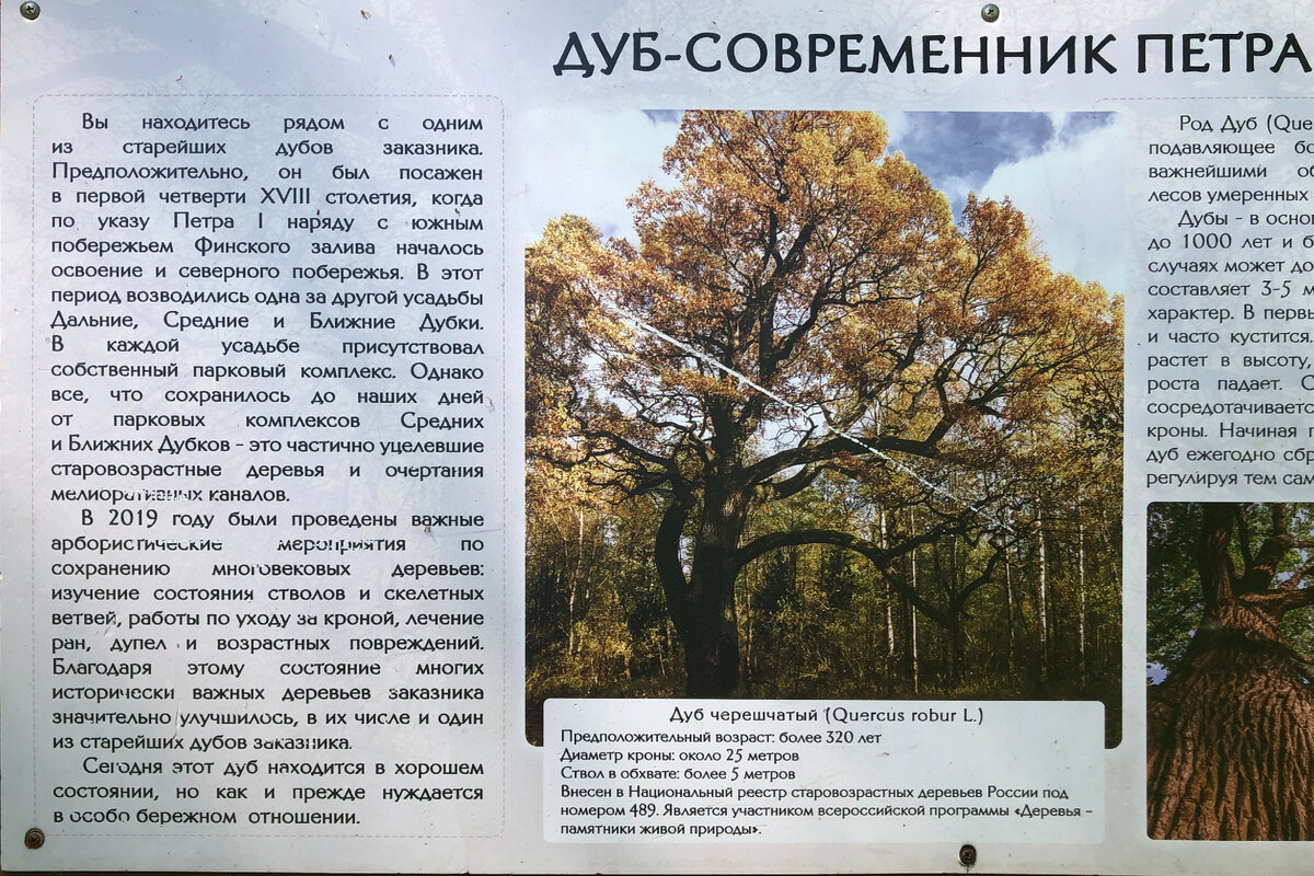 В заказнике «Северное побережье Невской губы» (Петербург) открылась  эко-тропа «У Лукоморья». Заглянем в бывший парк Петра I 