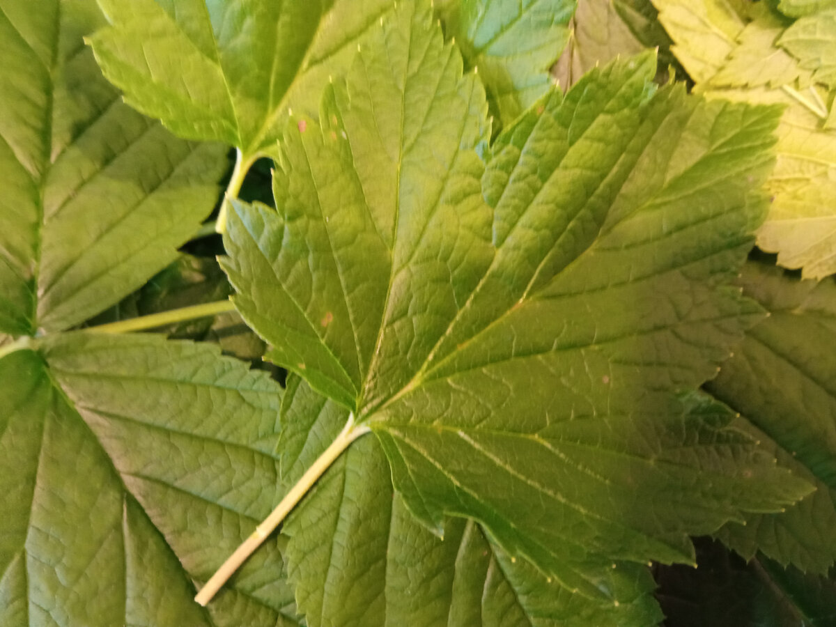 листья смородины