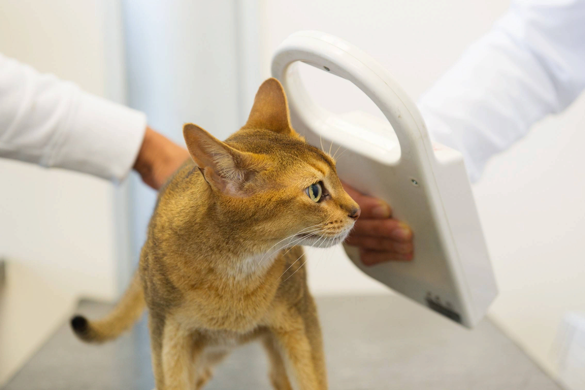 Подготовка кошки к чипированию