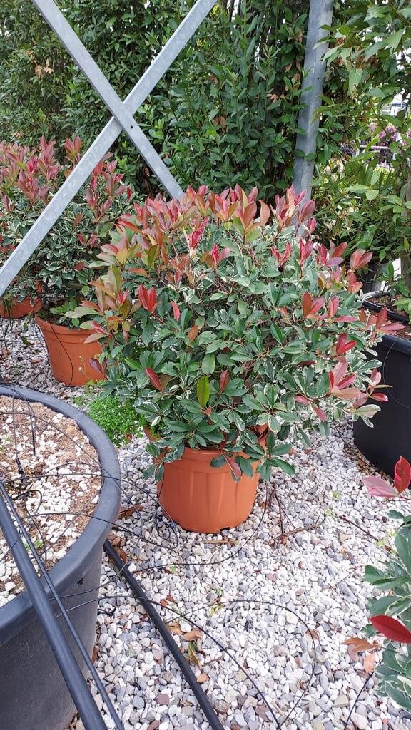 Фотиния кустовая 