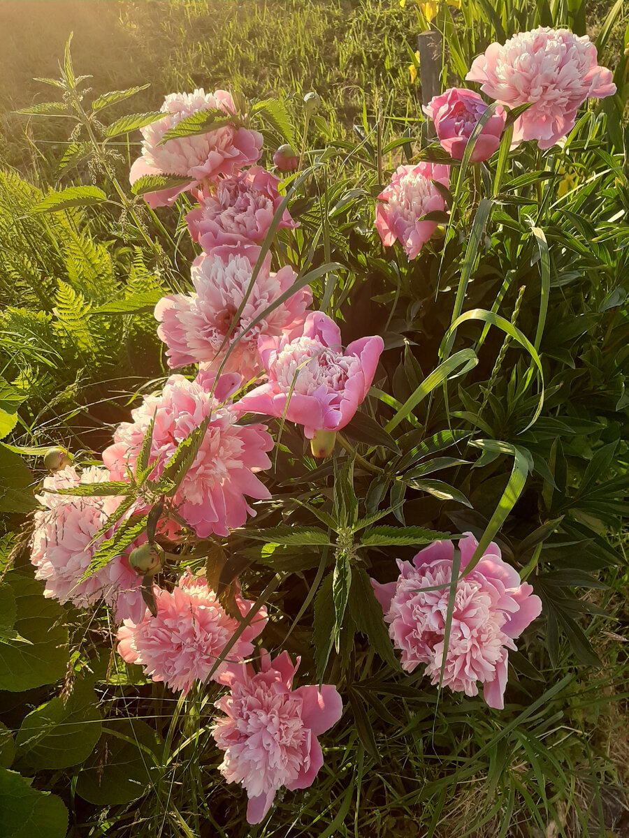 Фото автора канала. Мои пиончики.