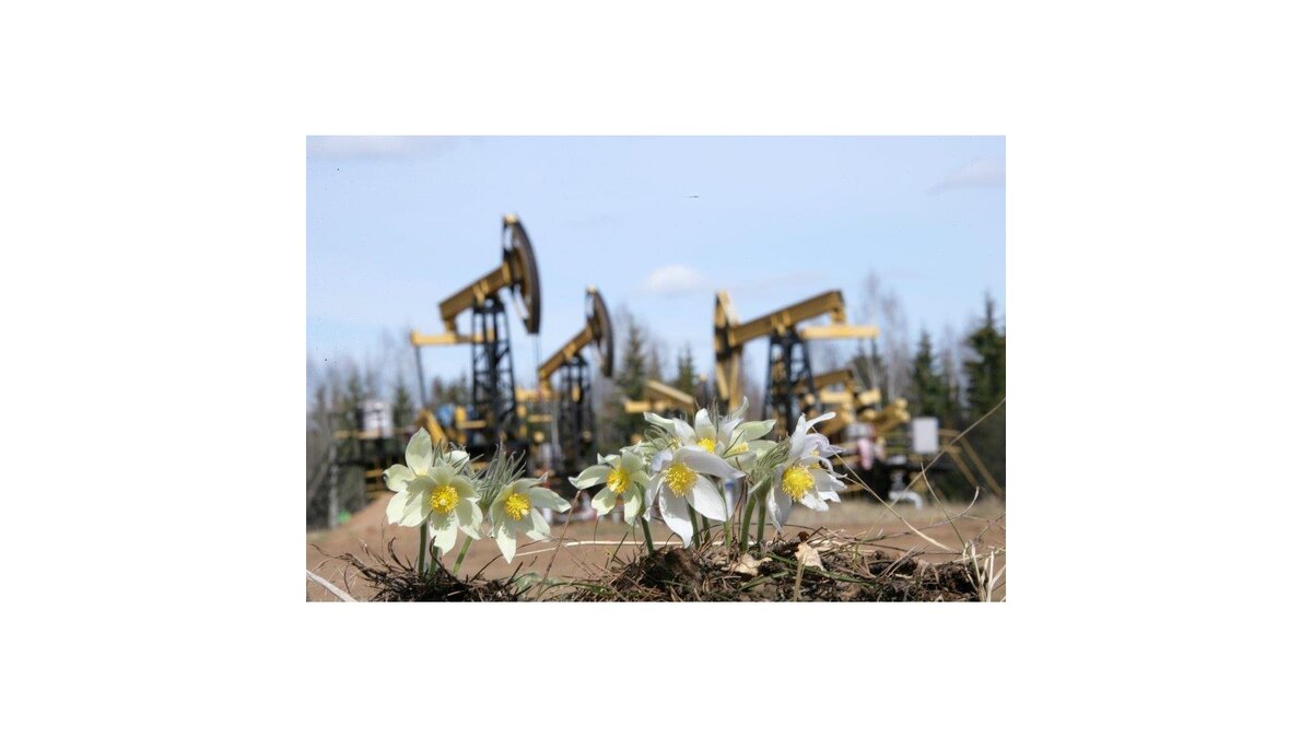    нефтедобыча экология