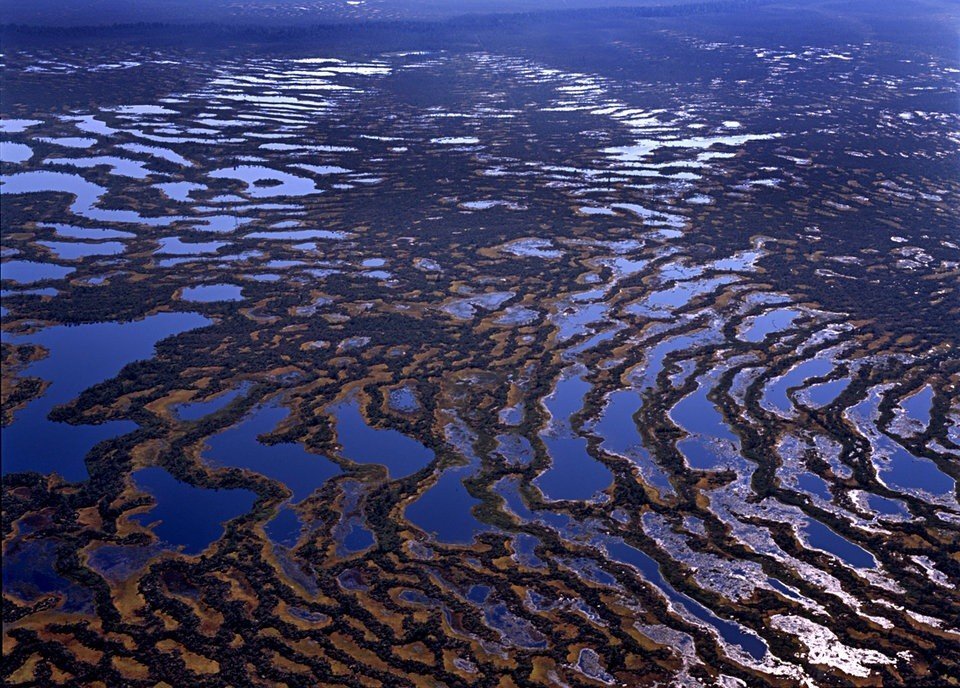 Васюганские болота. Источник фото: https://wikiway.com/
