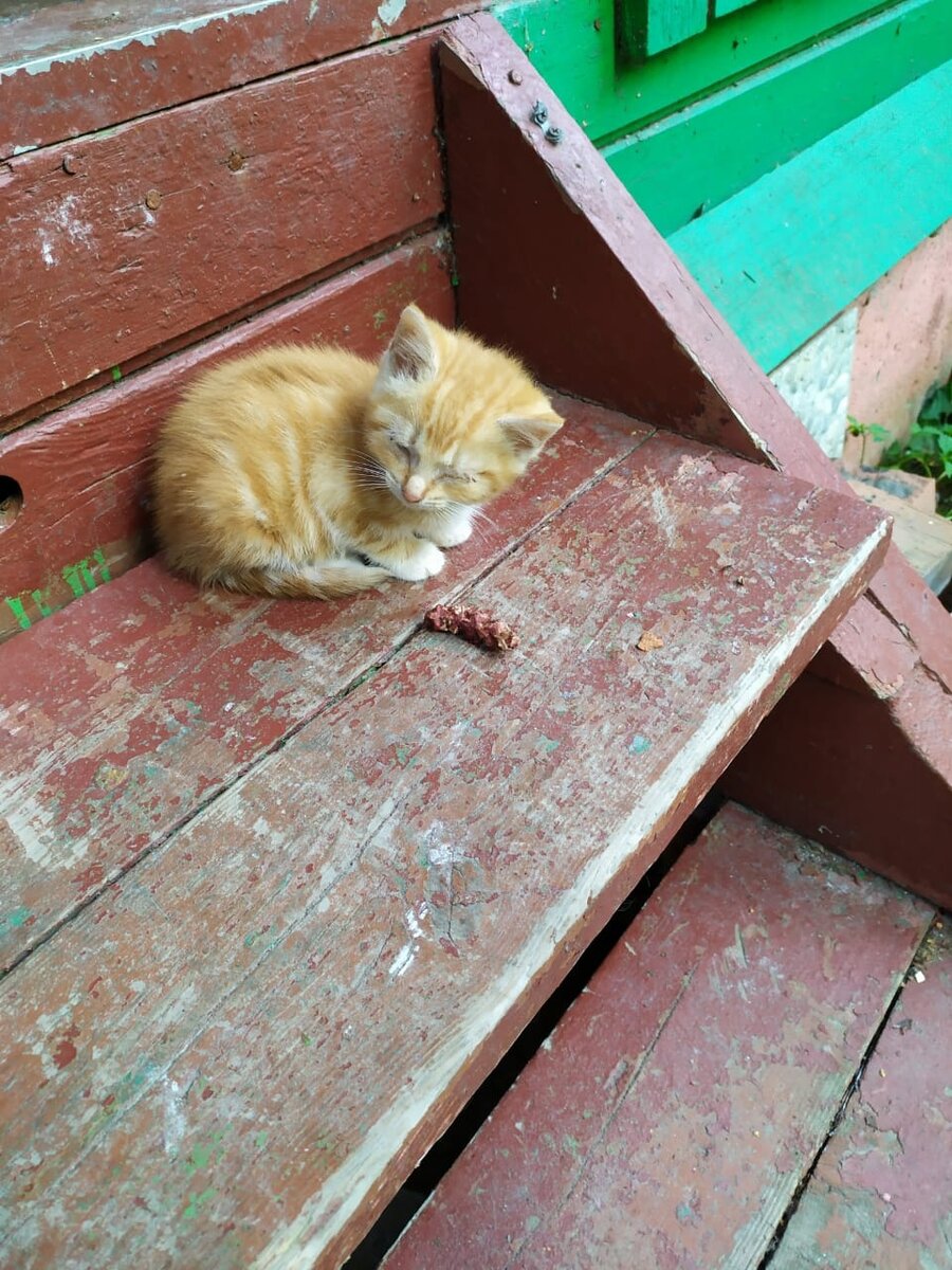 Котенок на крыльце заброшенного дома
