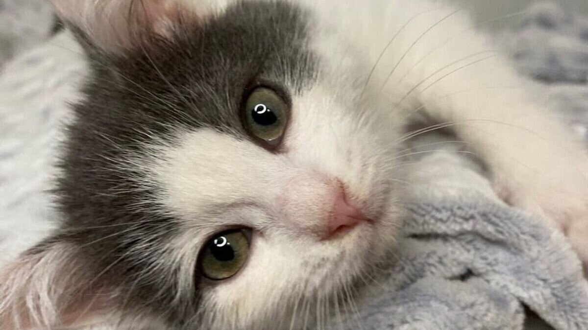    Рыся - участник выставки приютских животных ДОМОЙ!© Фото предоставлено фондом "Дарящие надежду"