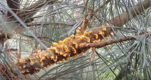    Пузырчатая ржавчина на сосне Веймутова.Скриншот из видео YouTube