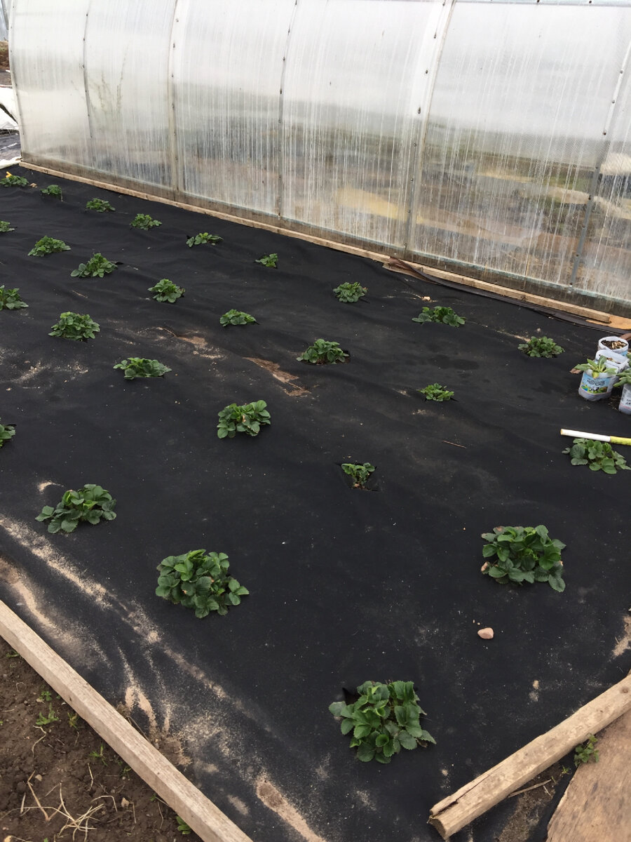 Так выглядит участок с только что посаженной клубникой