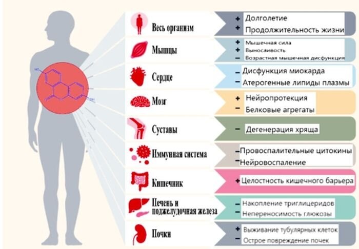 UA улучшает здоровье клеток за счет усиления митофагии и митохондриальной функции и уменьшения пагубного воспаления. 