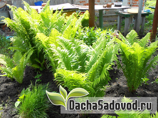 Страусник обыкновенный (Matteuccia Struthiopteris) - фото автора (dachasadovod.ru)