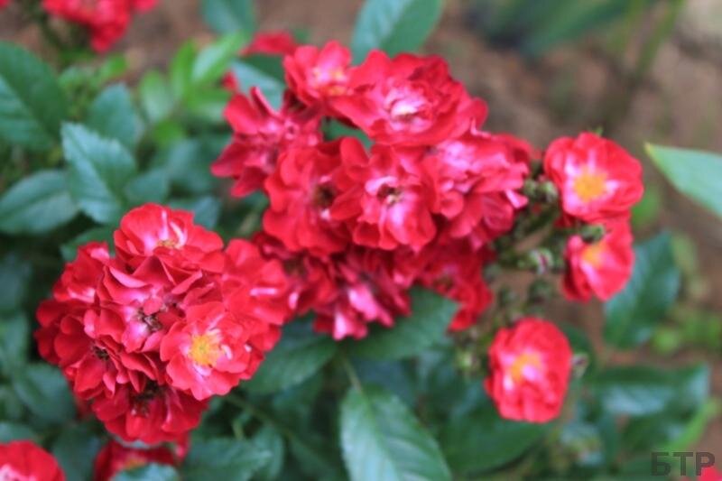 Роза почвопокровная Иониум (Aeonium). Мелкие стелющиеся розы ИОНИУМ достигают максимальной высоты 50-60 см. Душистые полумахровые цветки с гофрированными лепестками диаметром - 2-3 см. Иониум неприхотлив и имеет хорошую устойчивость к заболеваниям и морозам.