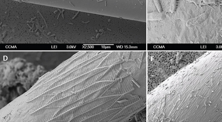   Pedrotti et al. / PLOS ONE, 2022