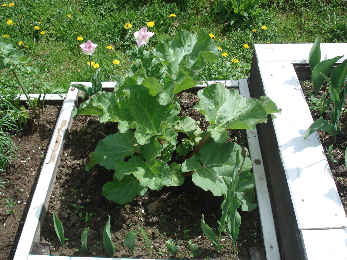 Ревень в майские праздники.