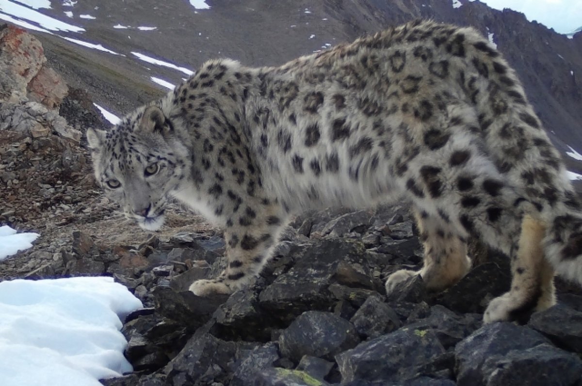    В Алтайском заповеднике впервые в фотоловушки попали четыре снежных барса
