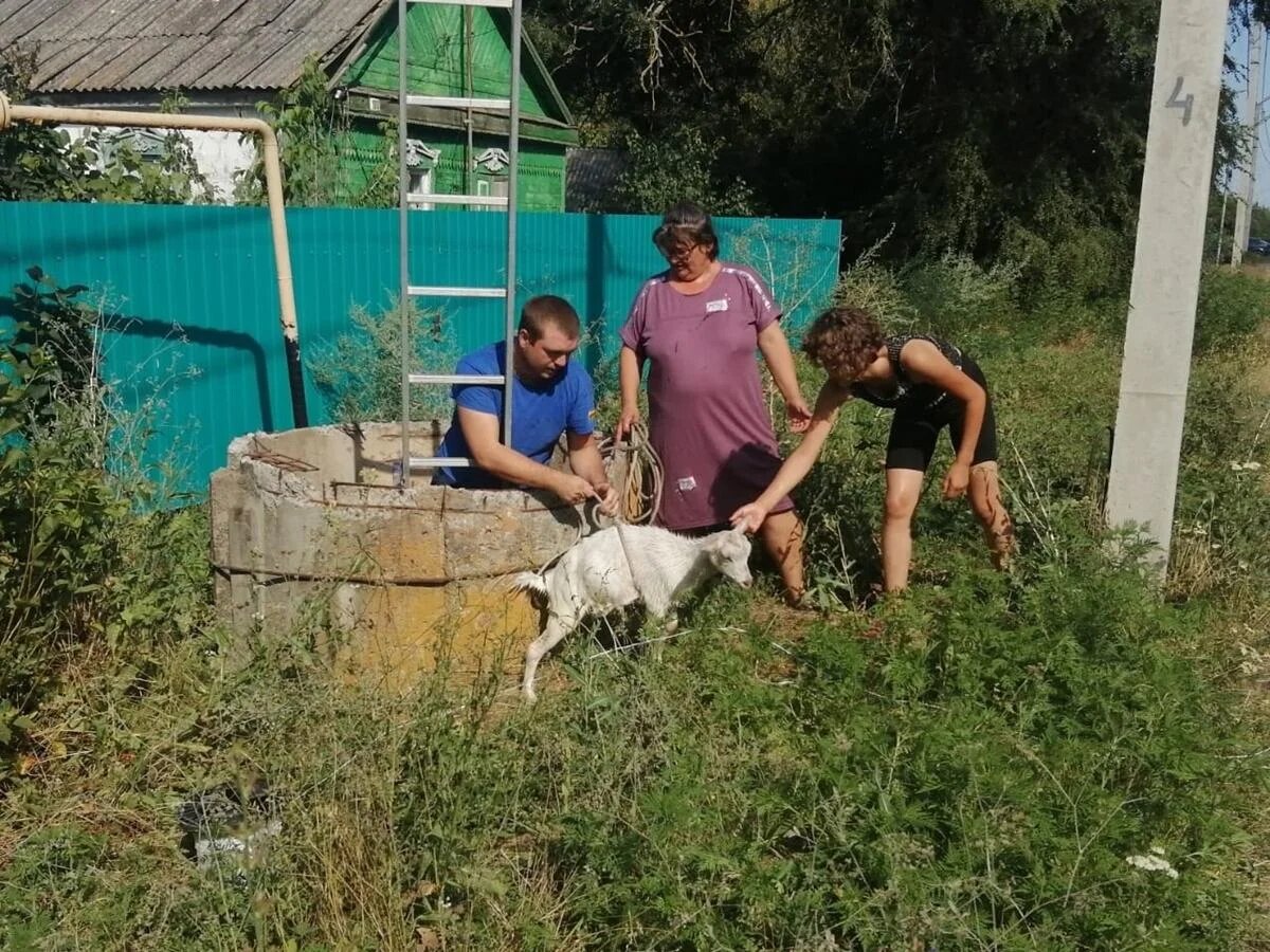 Упавшего в колодец с ледяной водой козленка в Ростовской области достали  спасатели | Privet-Rostov.ru | Дзен