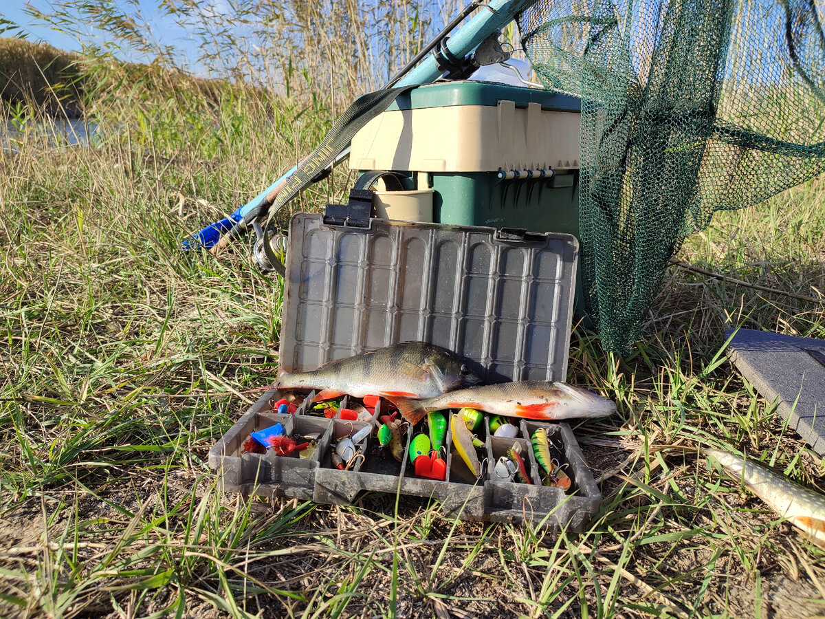 Окуньки. Фото из личного архива. 