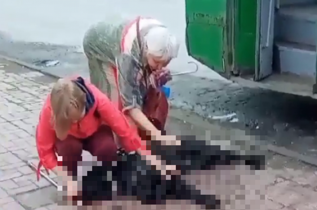    В Новосибирске подтвердили смерть собаки-поводыря от тока в троллейбусе
