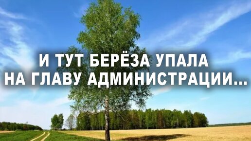 И тут берёза упала на главу администрации...