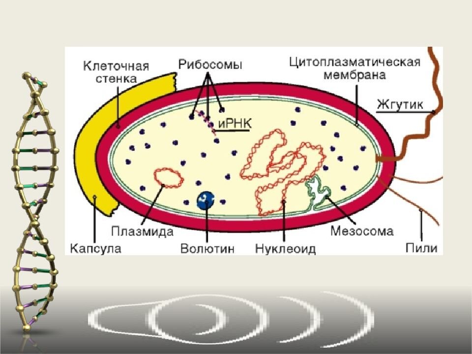 Споры прокариот. Нуклеоид бактерий строение. Нуклеоид в прокариотической клетке. Структура бактериальной клетки микробиология. Строение прокариотической клетки микробиология.