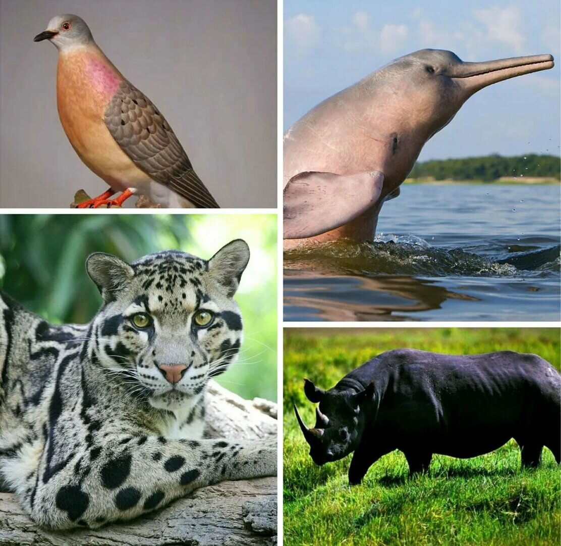 Виды птиц на грани вымирания. Исчезающие животные. Вымершие животные. Вымирающие виды животных. Животные которые вымерли.