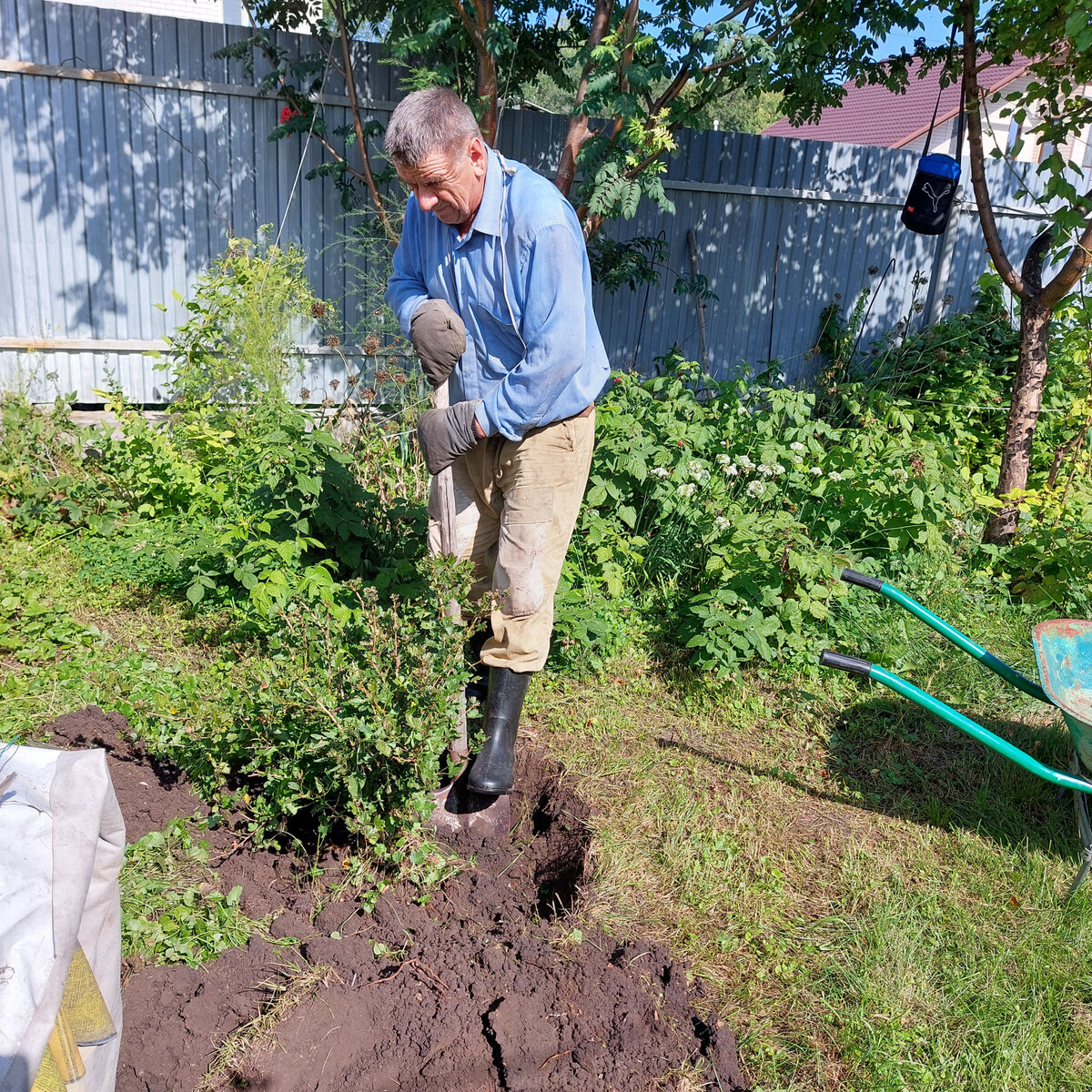 вот муж выкапывает крыжовник у гаража. Я хожу в шлепанцах. (!!!) Сюрприза не ждем. Дом змеиный слева.