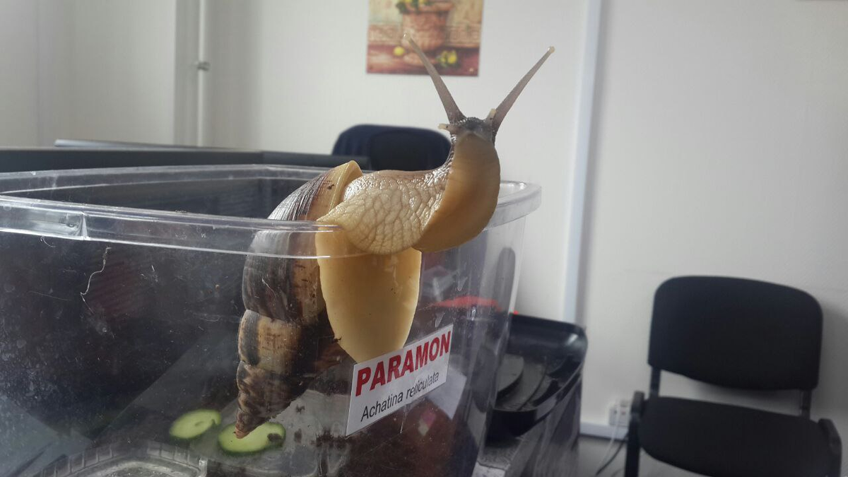 Это тот самый первый наш офисный улит Paramon 🐌 Улитка породы Achatina reticulata, годы жизни 25.01.2017 - 06.05.2020
Ну улётное фото, правда же? 🔥