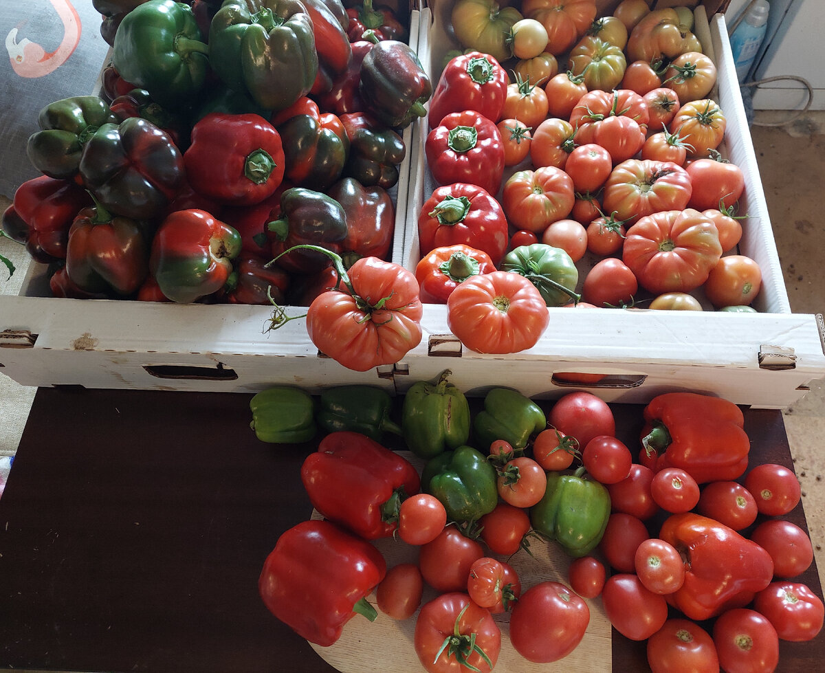 Тут видно оба сорта помидоров. Корявые на вид вкусные, а на вкус ничего особенного. А вот ровные помидорки ну очень вкусные.