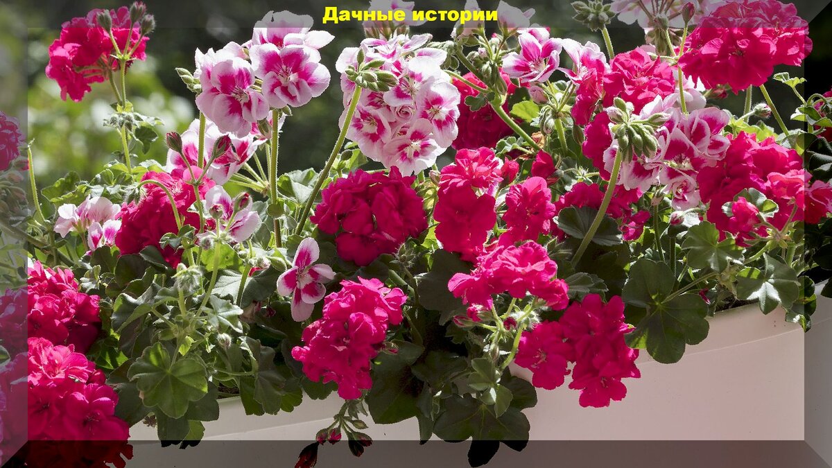 https://vk.com/photo-159774511_456241887