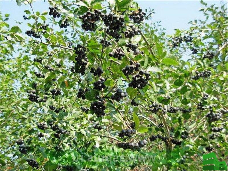  Черноплодная рябина