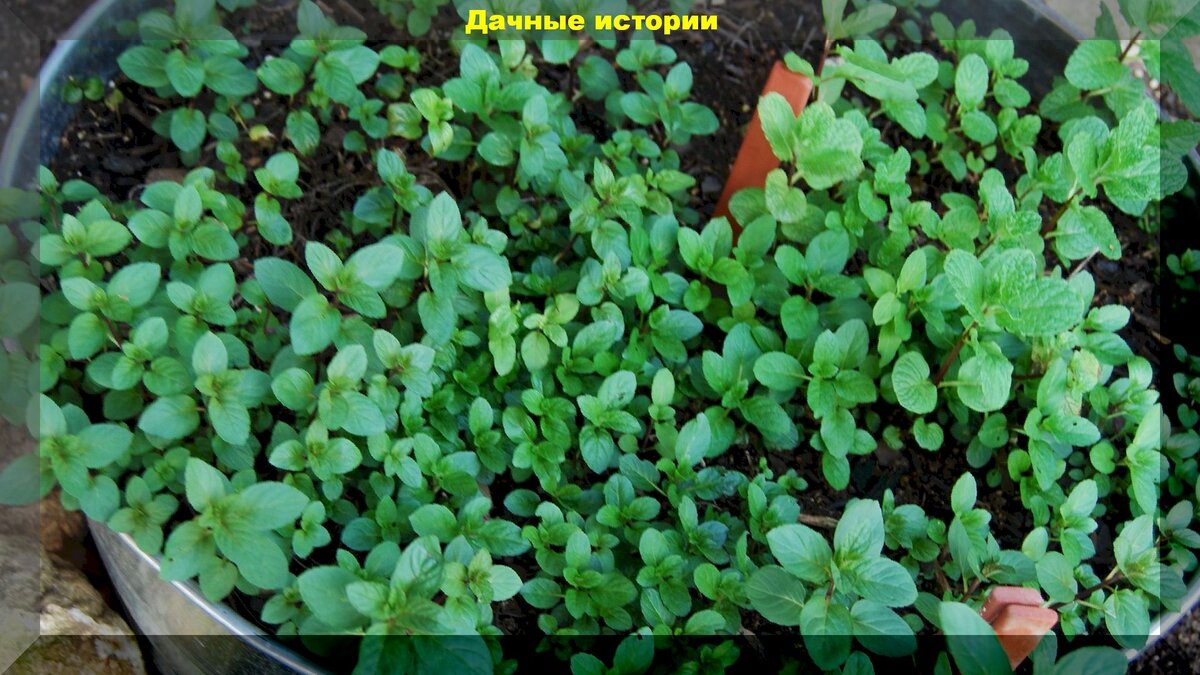 https://vk.com/photo-159774511_456242053