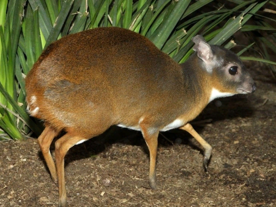 Азиатский олень кроха 5 букв. Карликовая антилопа (Neotragus pygmaeus). Антилопа карлик. Карликовая Газель. Карликовый олень Дукер.