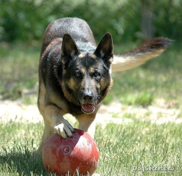 Фото из сети Интернет