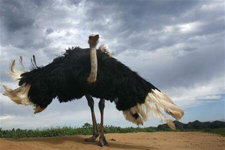 Источник: https://www.facebook.com/Pakistan-Ostrich-Farming-446727542150120/