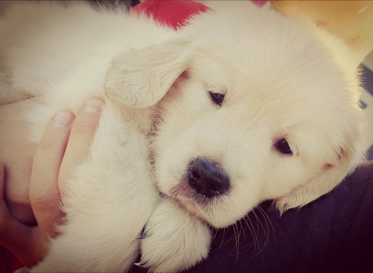 Такого щенка так и не принес Дед Мороз.