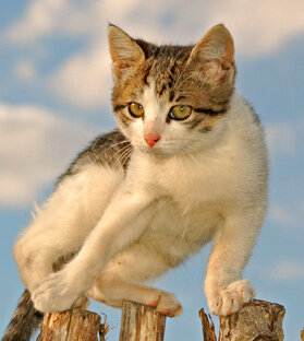 три точки опоры. Кошки знают толк в этом)