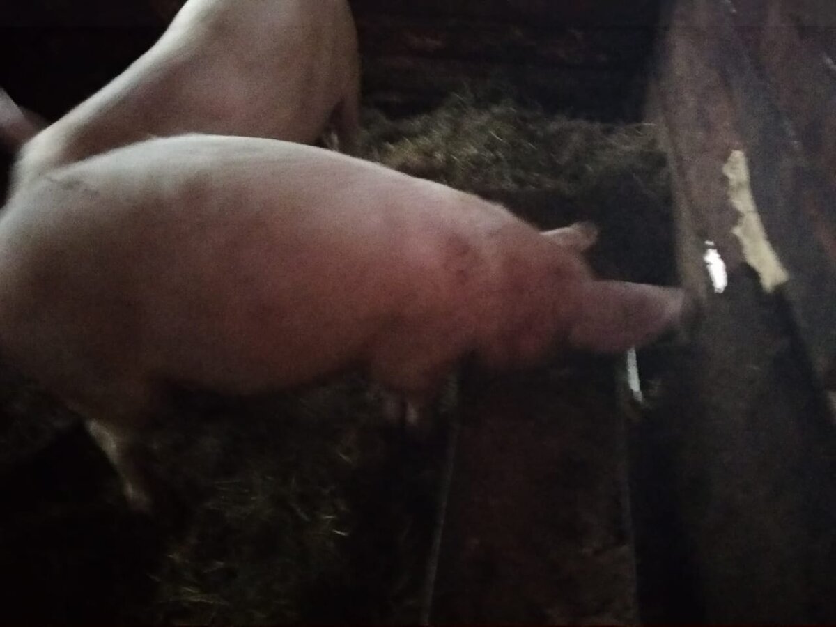 Сейчас им 5 месяцев.