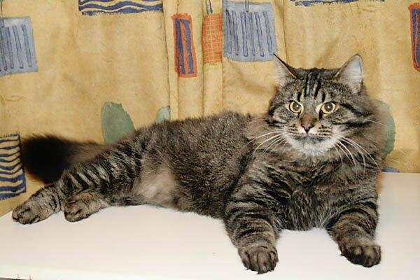 Русик - настоящий уличный кот